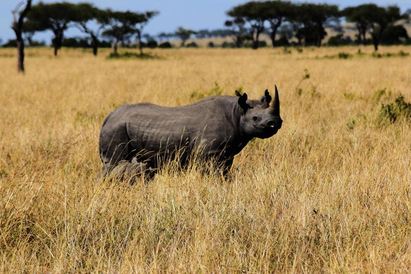 Mis días de safari en Uganda, Kenia y Zanzíbar.. Os lo intento contar - Blogs de Africa Este y Centro - Nuestra pequeña versión del cruce (7)