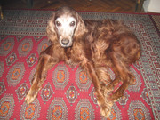 Slika