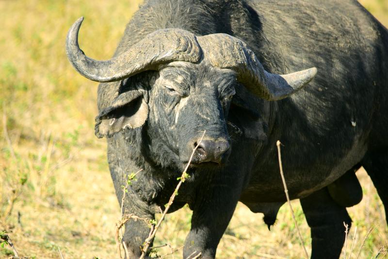 Mis días de safari en Uganda, Kenia y Zanzíbar.. Os lo intento contar - Blogs de Africa Este y Centro - Masai Mara.. Primer contacto (5)