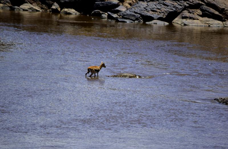 Mis días de safari en Uganda, Kenia y Zanzíbar.. Os lo intento contar - Blogs de Africa Este y Centro - Nuestra pequeña versión del cruce (12)