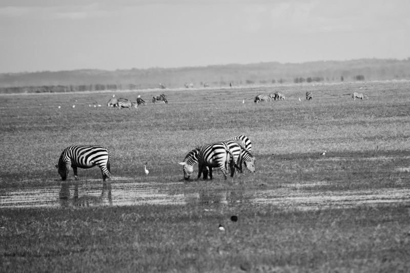Mis días de safari en Uganda, Kenia y Zanzíbar.. Os lo intento contar - Blogs de Africa Este y Centro - Parque Amboseli, el sitio de los elefantes (4)