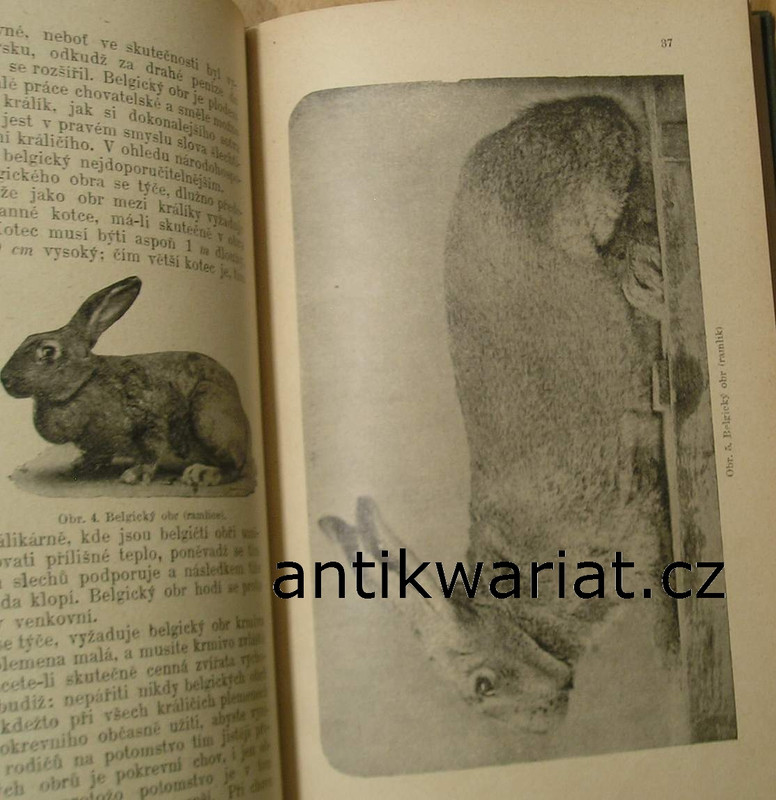 1wa Image00038