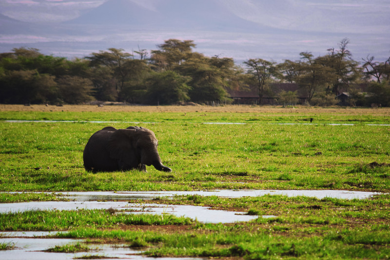 Mis días de safari en Uganda, Kenia y Zanzíbar.. Os lo intento contar - Blogs de Africa Este y Centro - Parque Amboseli, el sitio de los elefantes (10)