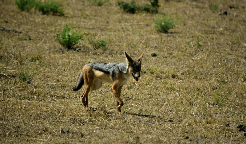 Mis días de safari en Uganda, Kenia y Zanzíbar.. Os lo intento contar - Blogs de Africa Este y Centro - Día completo en el Mara.. qué sitio tan impresionante.. (7)