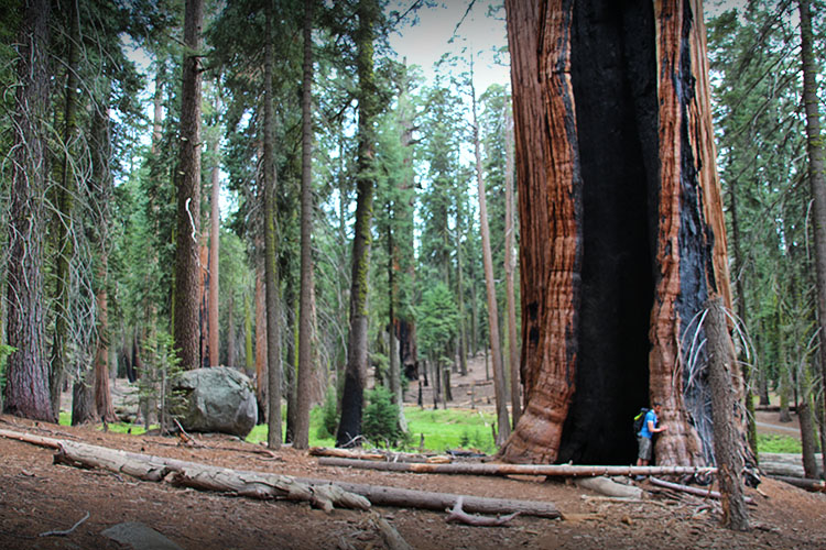 DIA 5: Los Angeles - Sequoia & Kings Canyon - Fresno - 18 días por la Costa Oeste de Estados Unidos: un sueño hecho realidad (7)