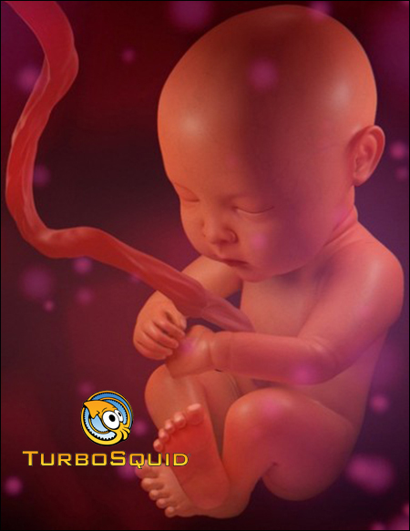 Turbosquid Human Fetus