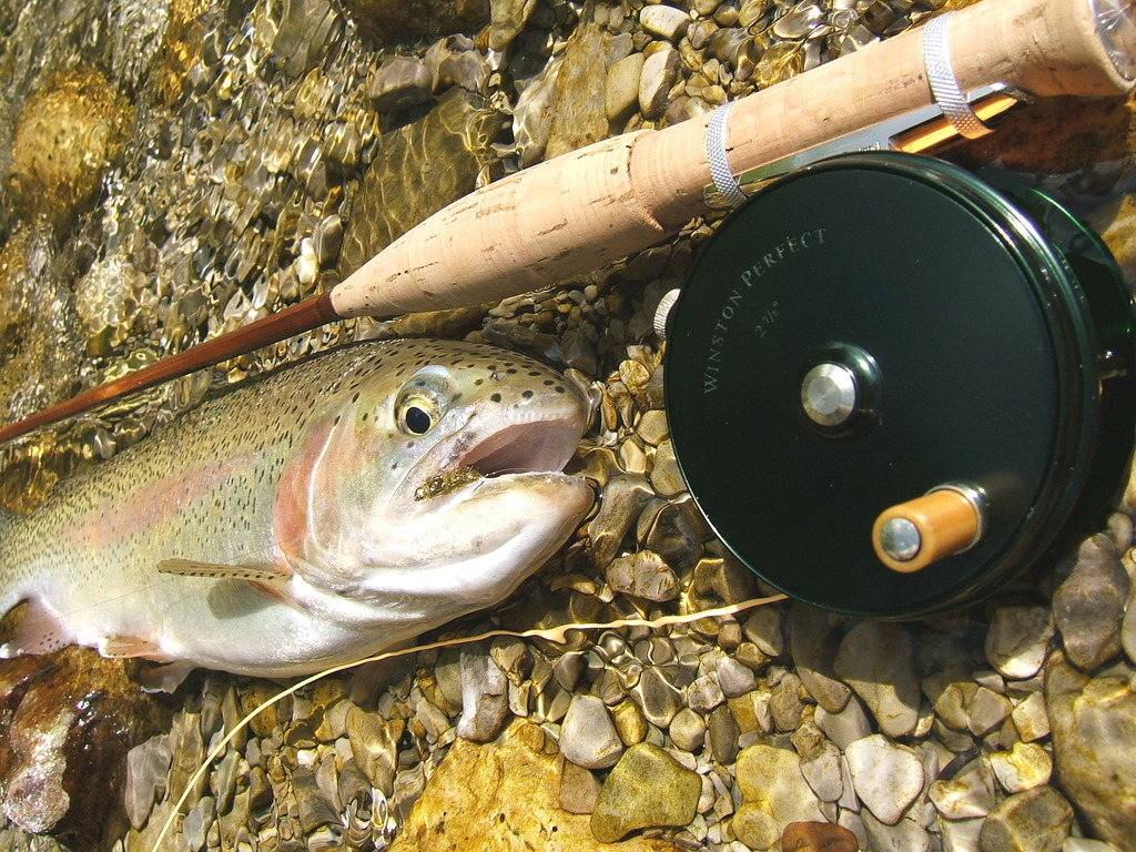 Most Valuable Orvis Cane Rod - Page 2 - The Classic Fly Rod Forum