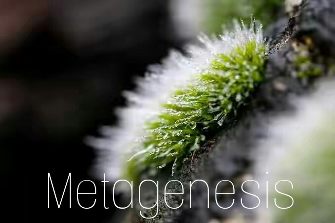 Metagenesis | Pengertian, Proses Dan Misalnya Lengkap