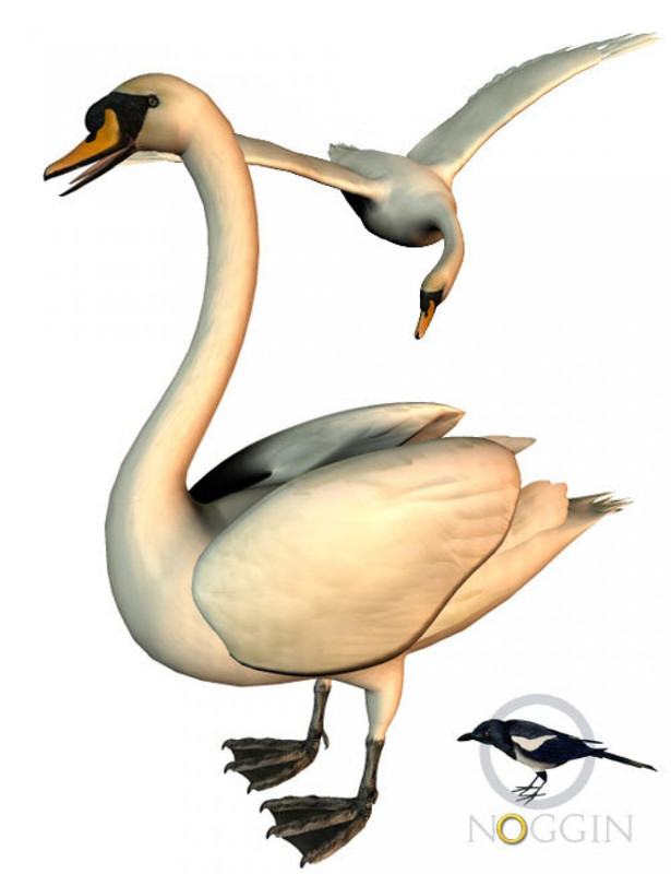 noggins poser swan large
